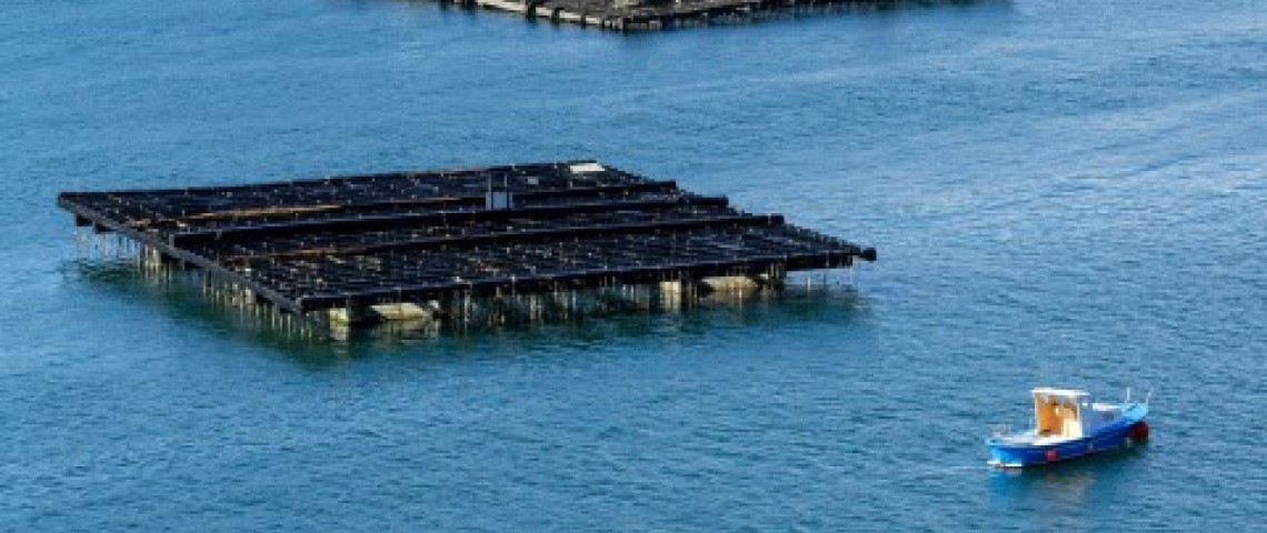 Operador de Viveiro de Marisco