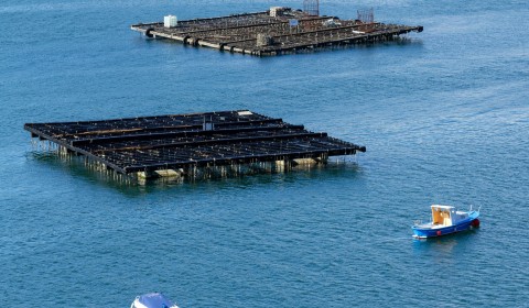 Operador de Viveiro de Marisco